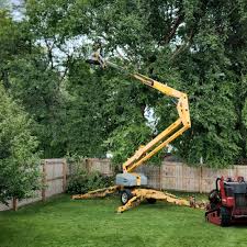 How Our Tree Care Process Works  in  Hamilton, GA